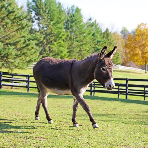 Mini Donkeys, Coat Ideas, Mini Donkey, Cute Donkey, Horse Inspiration, The Donkey, Travel Outdoors, Donkeys, Love Pet