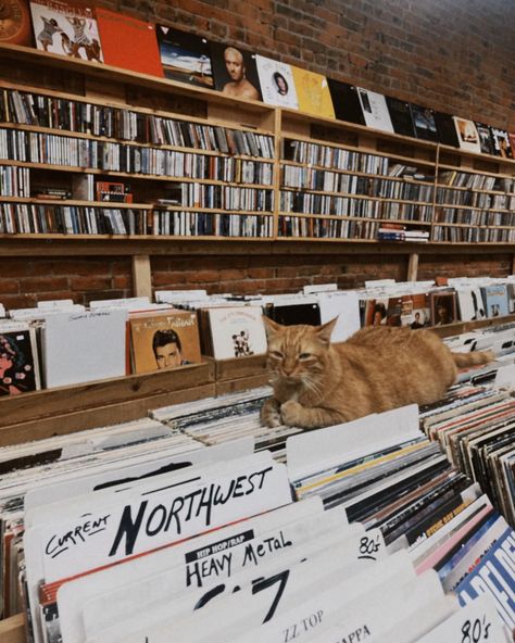 Vinyl Shopping Aesthetic, Loud Music Aesthetic, Record Shop Aesthetic, Gigi Core, Record Store Aesthetic, Record Aesthetic, Records Aesthetic, Vinyl Aesthetic, Record Stores