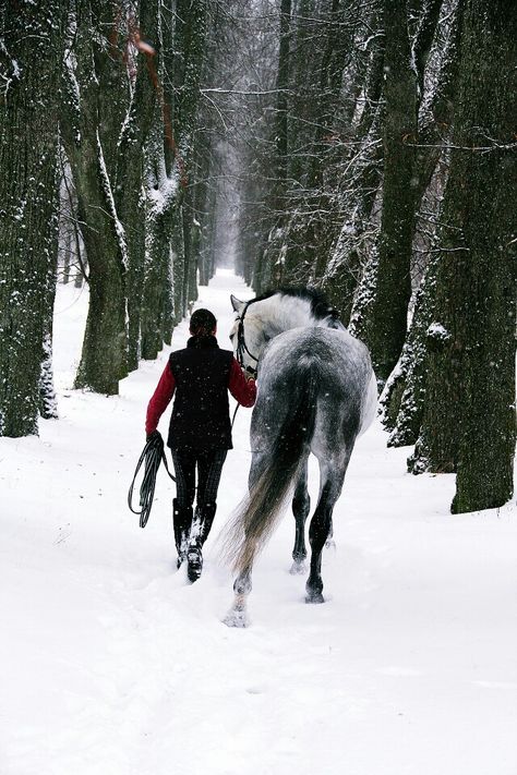 midwest wasp A Snowy Day, All The Pretty Horses, Horse Crazy, Equestrian Life, Winter Beauty, Snowy Day, Snow Scenes, Pretty Horses, Horse Photography