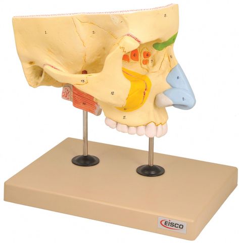 Model illustrates the structure of the nose with the paranasal sinuses in the upper right half of a face in 1 to 4 fold enlargement. Model illustrates the structure of the nose with the paranasal sinuses in the upper right half of a face in 1 to 4 fold enlargement. To study outer nasal cartilages, the opened maxillary Model Nose, Sinus Headache Remedies, Paranasal Sinuses, Maxillary Sinus, Sinus Congestion Relief, Sinus Headache, Indian Family, Sinus Congestion, Superbowl Party Food