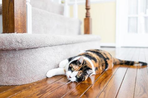 How To Stop Your Cat From Scratching the Carpet Ripping Up Carpet, Clean My House, Healthy Activities, Diy Greenhouse, Cat Claws, Best Carpet, Carpet Stairs, Cat Scratching, Cat Diy