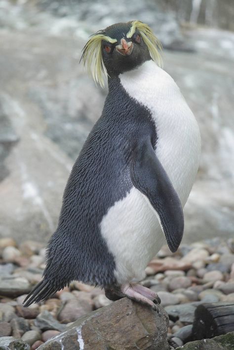 northern rockhopper penguin - Google Search Northern Rockhopper Penguin, Penguin Project, Penguins Project, Rockhopper Penguin, Painting Ideas, Aesthetic Anime, Penguins, Birds, Portfolio