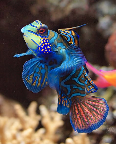 Beautiful Mandarin Dragonet (aka Mandarin Goby) fish. Mandarin Goby, Mandarin Fish, Pretty Fish, Fauna Marina, Deep Sea Creatures, Water Animals, Beautiful Sea Creatures, Marine Fish, Ocean Fishing