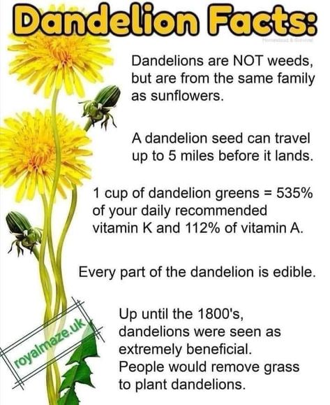 God Family Country, Dandelion Benefits, Medical Herbs, Dandelion Seed, Body Is A Temple, Dandelion Recipes, Daily Vitamins, Top Memes, Wild Food