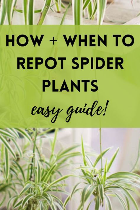 spider plant growing in pot Spider Plant Decor Ideas, Repotting Spider Plant, Spider Plant Propagation, Homesteading Projects, Spider Plant Care, Spider Plant Babies, Easy Houseplants, Airplane Plant, Houseplant Tips