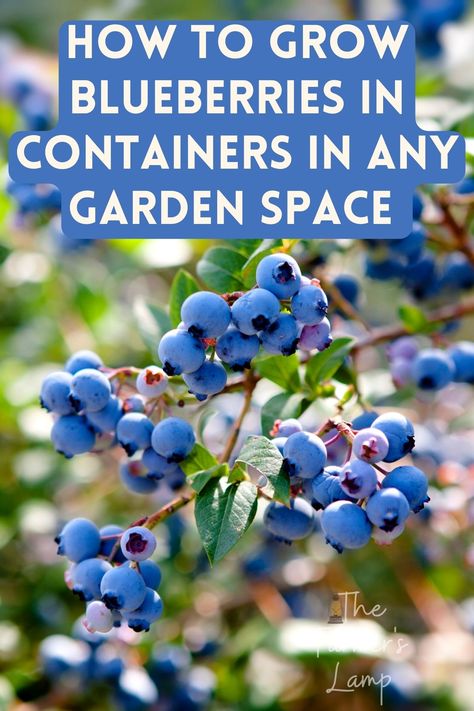 Blueberries growing on a bush Planting Blueberries How To Grow, Growing Berries In Raised Beds, How To Grow Blueberries In A Pot, Growing Blueberries In Containers, How To Grow Blueberries, Blueberry Plants In Pots, Blueberries Planting, Container Blueberries, Blueberry Hedge