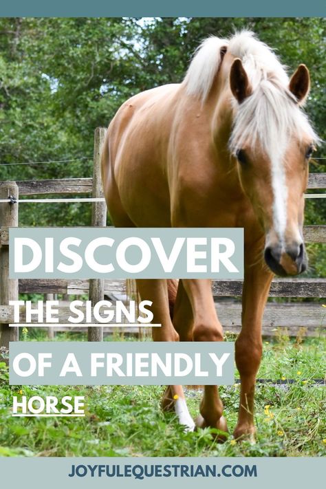 🐴 Curious about how to tell if a horse is friendly? 🐴 Check out this informative article on our website! Whether you're a seasoned equestrian or a horse lover, understanding a horse's behavior is key. Learn the signs of friendliness and build a stronger bond with your equine friends. Let's dive into the world of horse communication together! #JoyfulEquestrian #HorseFriendly #EquestrianLife Horse Behavior Signs, Leasing Horses, Silent Language, Small Horse Barns, Horse Behavior, Equine Care, Horse Care Tips, Reining Horses, Equine Therapy