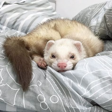 Cute Ferrets Wallpaper, Polecat Aesthetic, White Ferret Aesthetic, Ferret Pfp, Ferret White, Ferret Aesthetic, Drawing Ferret, European Polecat, Nails Animals