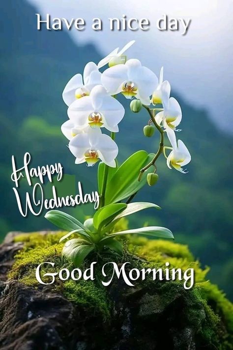 Wednesday Morning Greetings Beautiful, Fb Interaction Posts, Bless Wednesday, Good Morning Spring, Hi Good Morning, Wednesday Morning Greetings, Wednesday Images, Happy Wednesday Images, Morning Sunday Images