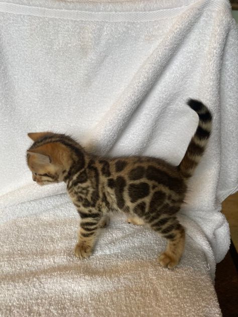 Bengal Kittens for sale near me in USA Cute Bengal Cat, Kittens For Sale Near Me, Burmese Kittens, Bengal Cat Kitten, Bengal Kittens For Sale, Cat Bengal, Bengal Kittens, Bengal Kitten, Kittens For Sale