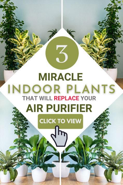 3 Indoor Plants VS Costly Air purifier. It is a tough question. But the answer lies in installing 3 basic plants and maintain them for healthy air and aura. Read more about these plants and get them for your living room #indoor #plants #hanging #decor #house Hanging Plant Ideas, Air Filtering Plants, Indoor Plants Clean Air, Best Plants For Bedroom, Low Light House Plants, Indoor Plants Low Light, Air Cleaning Plants, Air Purifying House Plants, Plant Hanging