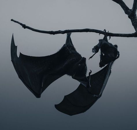 Bat Aesthetic, Nature Goth, Victorian Vampire, Dark Fairytale, Vampire Goth, Vampire Bat, Tumblr Image, Goth Aesthetic, Grunge Goth