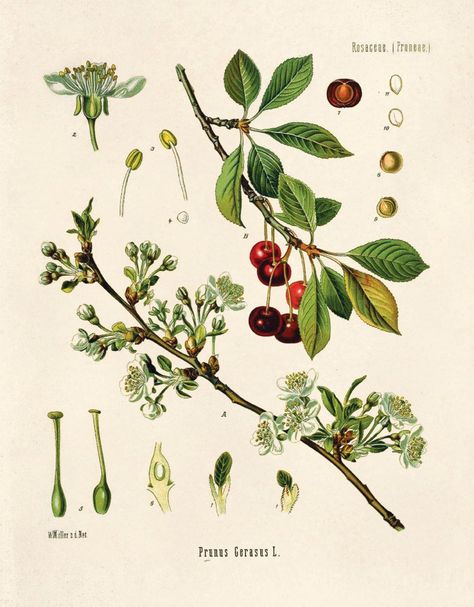 Vintage Botanical PrintFrom Köhler's Medizinal Pflanzen - Public domain images. (Medicinal Plants and their uses) This print is a reproduction of a vintage botanical educational plate. The pages have been scanned in, cropped, and retouched to ensure the highest quality reproduction possible.Th Sour Cherry Tree, Cherry Plant, Illustration Botanique Vintage, Stained Paper, Pintura Facial, Illustration Botanique, Botanical Illustration Vintage, Vintage Botanical Prints, Scientific Illustration