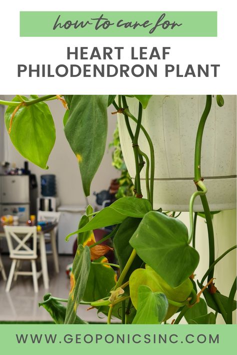 Heart Leaf Philodendron Care, Plants To Grow Indoors, Heartleaf Philodendron, Philodendron Brasil, Philodendron Hederaceum, Philodendron Care, Heart Leaf Philodendron, Heart Leaf, Philodendron Plant