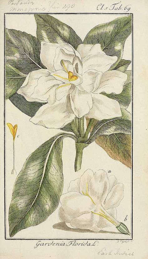 Gardenia jasminoides J.Ellis [as Gardenia florida L.] Cape Jasmine, Gardenia Jasminoides, Coffea Arabica, Flower Outline, Going Natural, Botanical Drawings, Fruit Art, Summer Garden, Botanical Illustration