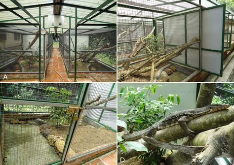 Outdoor Reptile Enclosure, Monitor Lizard Enclosure, Lizard Enclosure, Monitor Lizard, Reptile Enclosure, Vivarium, Dream House Plans, Animal House, Amphibians