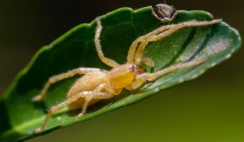 Yellow Sac Spiders Spider Fact, Recluse Spider, Brown Recluse Spider, Spider Venom, Types Of Spiders, Brown Recluse, Spider Bites, Reptile Snakes, Yellowish Green