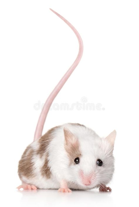 Mouse with a long tail. Beautiful mouse with a long tail posing on a white backg , #ad, #Beautiful, #mouse, #tail, #Mouse, #long #ad Mouse Tail, Mouse Photos, Moon Tattoo Designs, Gerbil, Cute Mouse, Long Tail, Rodents, Moon Tattoo, A White Background