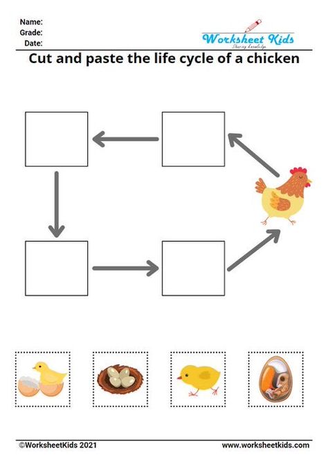 Bear Crafts Preschool, Life Cycles Kindergarten, Life Cycle Of A Chicken, Life Cycles Preschool, School Exercise, Cycle For Kids, Chicken Life Cycle, Kids Worksheet, Kindergarten Reading Activities