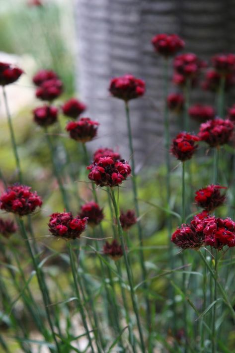 Cream Garden, Dianthus Flowers, Flower Growing, Deco Floral, Flower Bed, Flower Farm, Ranunculus, The Grass, Front Garden