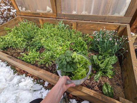 Year-Round Gardening in Colorado Cold Frame Raised Bed, Gardening In Colorado, Colorado Gardening, Colorado Garden, Hardening Off Seedlings, Cold Frame Gardening, Solar Heat, Hoop House, Cold Frames