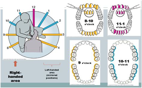 Dentist Anatomy, Dental Morphology, Dental Assistant Study Guide Tools, Dental Ergonomics, Dental Hygienist Resume, Dental Assistant School, Dental Hygienist Graduation, Dental Hygienist School, Dental Pictures