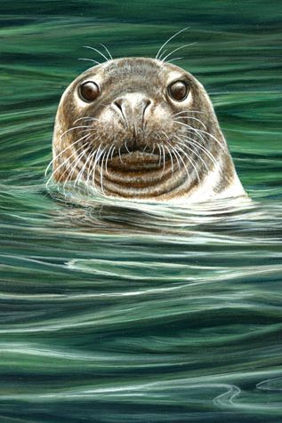 918 Curious grey seal Grey Seal, Art Alevel, Cute Seals, Sea Life Art, Nature Artists, Wildlife Artists, Animals Artwork, Arte Animal, Ocean Animals