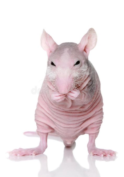 Hairless rat on a white background. Sphinx rat sitting on a white background #Sponsored , #paid, #affiliate, #rat, #sitting, #Sphinx, #Hairless Rat Sitting, Hairless Animals, Hairless Rat, Sewer Rat, White Rat, Rat Tattoo, Mole Rat, Cute Rats