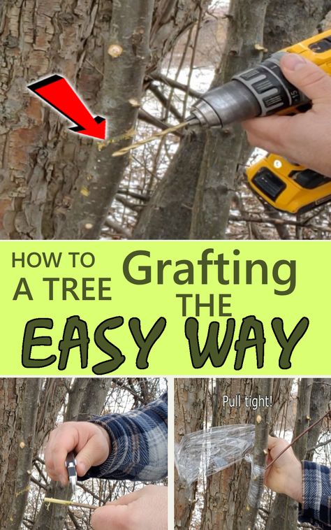 Grafting a tree How To Graft Apple Trees, Apple Tree Grafting, Propagating Apple Trees From Cuttings, How To Graft Fruit Trees, Grafting Trees, Growing Apple Trees, Plant Grafting, Tree Grafting, Apple Tree From Seed