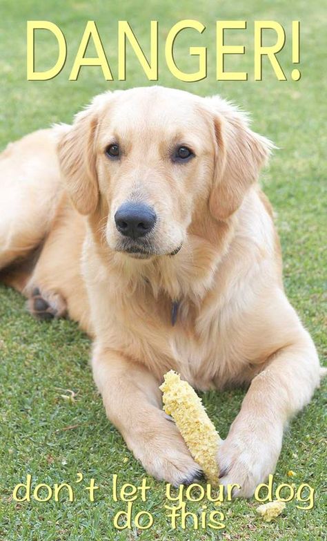 I didn't think about pieces of corn cob that could get stuck in the dog's throat! Can Dogs Eat Corn, Puppy Training Treats, Dog Eats, Puppy Tips, Plant Corner, Golden Retriever Funny, Medication For Dogs, Corn Plant, Sick Dog