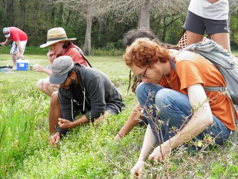 Highly detailed profiles of Florida's Plants, Mushrooms, and Animals make up the bulk of Florida Foraging - along with Harvest and Event Calendars, Expert profiles, Maps, and Articles - curated by Florida's top-most Experts. Florida Foraging, Edible Seaweed, Florida Plants, Northwest Florida, Edible Mushrooms, Poisonous Plants, Wild Harvest, Wild Edibles, Wild Plants