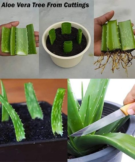 House plants lovers addicted | How To Plant Aloe vera from Leaf Cuttings , Works like a charm...every time | Facebook Plant Aloe Vera, Carla Hall, Seed Starting, Growing Food, Backyard Landscaping Designs, Plant Lover, Green Thumb, Easy Steps, Lawn Garden