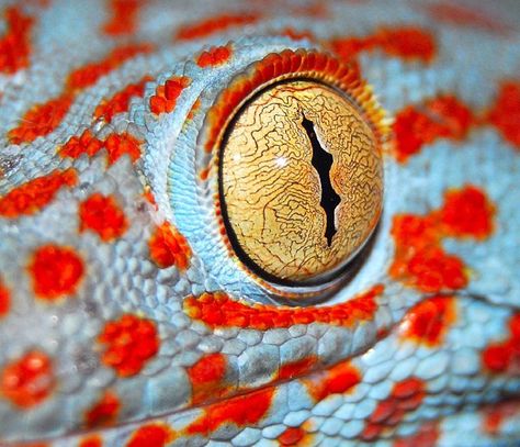 Gecko Eyes, Goat Eyes, Tokay Gecko, Animals Eyes, Reptile Eye, Lizard Eye, Animal Eyes, Eye Close Up, Eye Ball