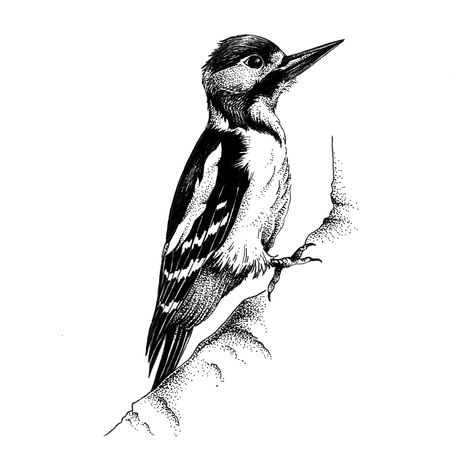 Woodpecker Print Ivory Billed Woodpecker Tattoo, Downy Woodpecker Tattoo, Woodpecker Tattoo Design, Woodpecker Tattoo, Book Drawings, Fakemon Ideas, Vintage Reference, Father Tattoos, Scar Tattoo