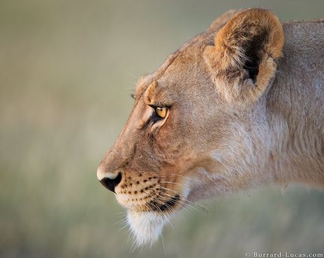 Will Burrard-Lucas on Twitter: "A beautiful Kalahari lioness photographed in Botswana.… " Lioness Face, African Lion, Paws And Claws, Game Reserve, Side Profile, Large Cats, Leopards, Animal Photo, Botswana