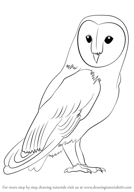 Learn How to Draw a Barn Owl (Birds) Step by Step : Drawing Tutorials Owl Drawing Simple, Barn Owl Drawing, Hur Man Ritar Blommor, Barn Owl Tattoo, Owl Outline, Simple Owl, Owl Sketch, Owl Quilts, Owl Drawing