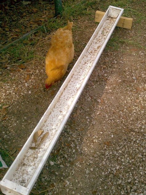 Perfect outside feeders for fermented feed!! Happy Chickens, Chicken Feeder Diy, Urban Chicken Farming, Chicken Barn, Meat Birds, Chicken Waterer, Chicken Feeders, Helpful Hacks, Coop Ideas