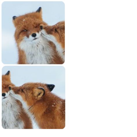 Wolf And Fox Matching Pfp, Matching Therian Pfp, Fox Matching Pfp, Fox Christmas, Discord Pfp, Orange Fox, Matching Profile, Blue Bunny, Red Panda