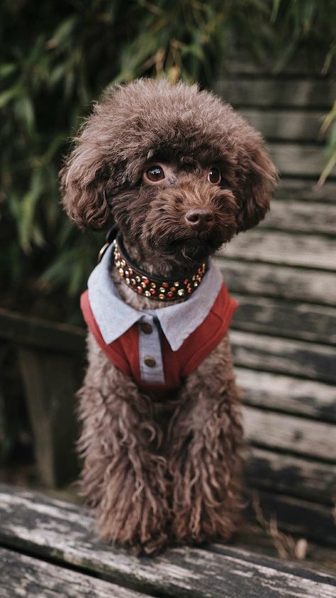 Poodle Fashion, Animals Wearing Clothes, Tumors On Dogs, Dog Seizures, Anjing Poodle, Brown Puppies, Cute Dog Pictures, Toy Poodle, Unique Animals