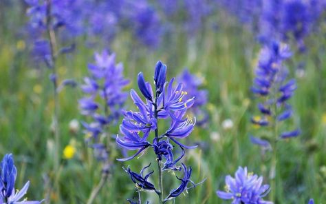 Native Idaho Flowers, Idaho Native Landscaping, North Idaho Gardening, North Idaho Landscaping Ideas, Bushes For Front Yard, Idaho Wildflowers, Idaho Garden, Xeriscape Ideas, Watercolor References