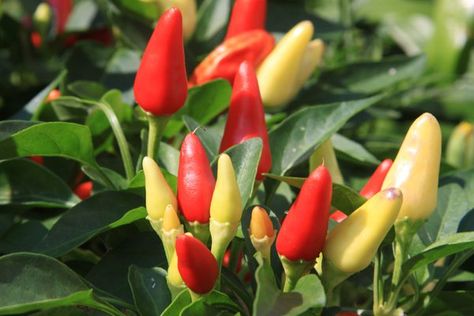 Ornamental pepper plants are dwarf pepper plants with more colorful fruits and foliage than the standard hot pepper varieties. They are ideal as houseplants because of their small size and easy growth habits. Although you could grow these plants indoors at any time of year, they are particularly popular as a way to ... Ornamental Pepper Plant, Hot Peppers Plants, Prairie Fire, Pepper Plant, Summer Harvest, Home Garden Plants, Pepper Plants, Pepper Seeds, Garden Guide