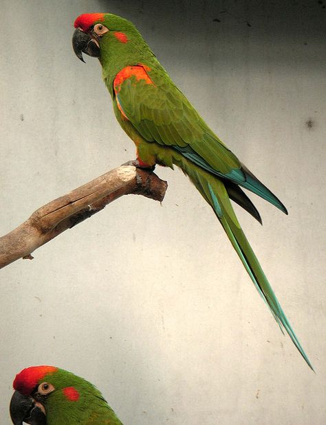 Red-fronted Macaw (Ara rubrogenys) Red Fronted Macaw, Types Of Parrots, Parrot Flying, Parrot Training, Parrot Drawing, Conure Parrots, Talking Parrots, Parrots Art, Parrot Cage