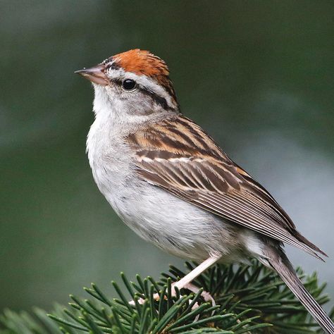 Chipping Sparrow | Audubon Field Guide Bird Drawing Easy, Colorado Birds, Chipping Sparrow, Drawing Easy Pencil, Bird Parakeet, Simple Bird Drawing, Shading Pencil, Sparrow Drawing, Drawing S