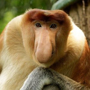 Proboscis Monkey (Nasalis larvatus) Poodle Moth, Monkey Types, Monkey Names, Proboscis Monkey, Maned Wolf, Interesting Animals, Natural Selection, Big Nose, Unusual Animals