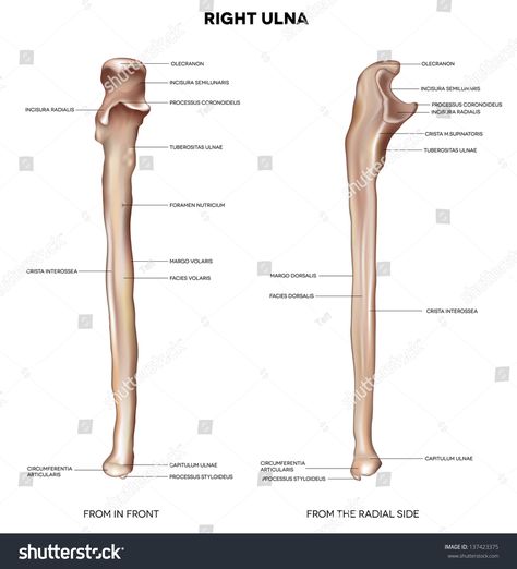 Ulna. Detailed medical illustration from in front and the radial side. Latin medical terms. Isolated on a white background. #Ad , #AD, #illustration#front#radial#Ulna Ulna Anatomy, Blank Anatomy Diagrams, Appendicular Skeleton Anatomy, Anatomy Origins And Insertions, Ulna Bone Diagram, Skeleton Labeled Human Anatomy, Ad Illustration, Medical School Inspiration, Medical Terms