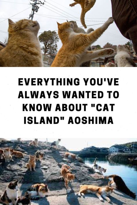 Everything you've always wanted to know about “cat island” Aoshima (2023 update) - Traveling Cats Aoshima Island, Cat Island Japan, Upper Respiratory Infection, Cat Island, Japan Trip, Cat Sleeping, Fishing Villages, Abandoned Houses, Me First