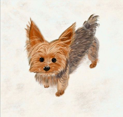 Drawing Yorkshire Terrier, Cartoon Yorkie, Yorkie Doodle, Yorkie Illustration, Dog Illustration Art, Cute Dog Drawing, Yorkie Terrier, Puppy Art, Yorkie Dogs