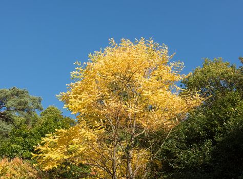 Kentucky Coffee Tree, Drought Tolerant Trees, Root Structure, Coffee Tree, Shade Trees, Small Yard, Deciduous Trees, Seed Pods, Organic Matter