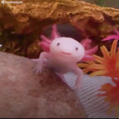 Axolotl Images, Pink Fish Tank, Water Monster, Cute Kawaii Aesthetic, Fish Tank Ideas, Tattoo Nature, Pink Fish, Kawaii Aesthetic, Cute Kawaii