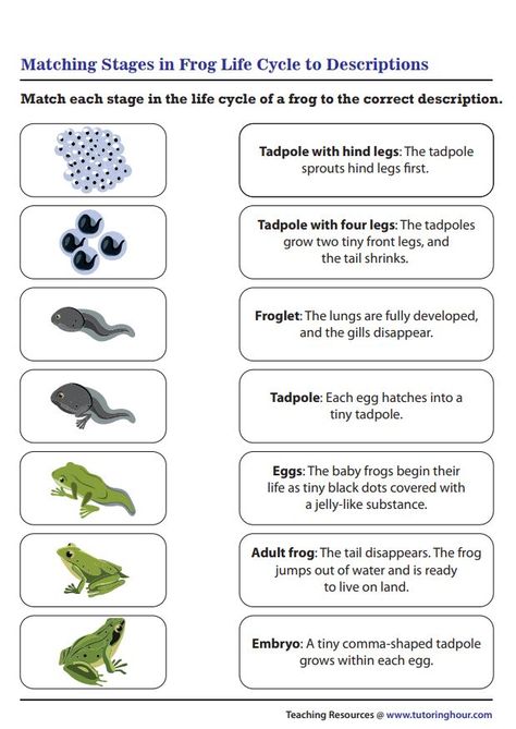 Matching Stages in Frog Life Cycle to Descriptions Frog Life Cycle Printable, Kindergarten Science Projects, Frog Life Cycle Activities, Nature Kindergarten, Life Cycle Of A Frog, Frog Life Cycle, Animal Life Cycles, Lifecycle Of A Frog, Life Cycles Activities